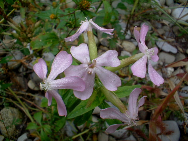 Saponaria officinalis / Saponaria comune